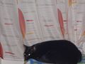 Unsere Katzen und ihre Eigenheiten 2008 42702774