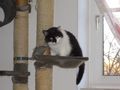 Unsere Katzen und ihre Eigenheiten 2008 42702817