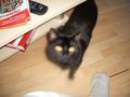 Unsere Katzen und ihre Eigenheiten 2008 42702852