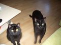 Unsere Katzen und ihre Eigenheiten 2008 42702871