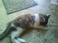 .........MEINE KATZE MIA......... 70245098