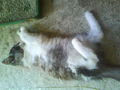 .........MEINE KATZE MIA......... 70245101