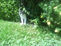 .........MEINE KATZE MIA......... 70245111