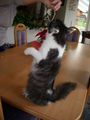 .........MEINE KATZE MIA......... 70245128