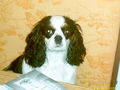 mein cavalier king charles spaniel 65595750