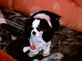 mein cavalier king charles spaniel 65598800