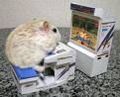 coole hamster 71909698