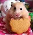 coole hamster 71909701