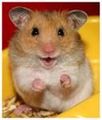 coole hamster 71909720