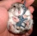 coole hamster 71909737