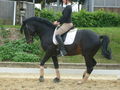 mein FS Turnierpony 38981694