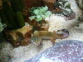 meine geckos 70715769