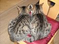 My cats:Romio, Chilli and Mia 73070877