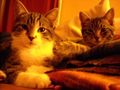 My cats:Romio, Chilli and Mia 73070881