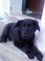 Mei Hund (Luna) 71603722