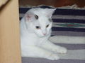 Meine Katze Lucky 73383902