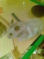 moine hamster 71299236