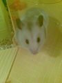 moine hamster 71299241