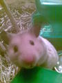 moine hamster 71897045