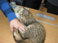 unsere schulkatze :-) 48879893