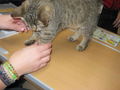 unsere schulkatze :-) 48879934