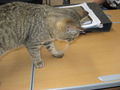 unsere schulkatze :-) 48879949