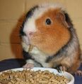 Meerschweinchen 71677589