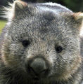 Wombat?! 74174119