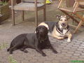 Hunde 71917592