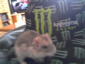 my hamster new mit mein monster kapall 73564691