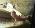 ツ Unsere Leopardengeckos 72312166