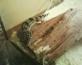 ツ Unsere Leopardengeckos 72312169