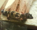 ツ Unsere Leopardengeckos 72312170