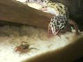 ツ Unsere Leopardengeckos 72312174