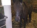 Mei verstorbenes Pony Jimmy 74952805