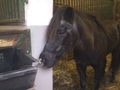 Mei verstorbenes Pony Jimmy 74952807