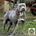 pitbull 72345273