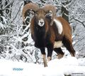 tiere im winter 72699978