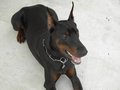 Dobermann1 - Fotoalbum