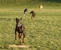 Dobermänner & Friends 16557915