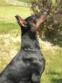 Dobermänner & Friends 16559714