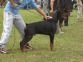 Dobermänner & Friends 16560213