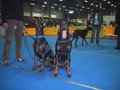 Dobermänner & Friends 18848144