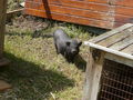 Meine Schweinchen 65401600