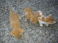 unsere Babykatzen 72478156