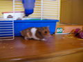 My hamster 73172919