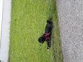 Hund(Blacky):-) 74331654