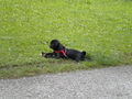 Hund(Blacky):-) 74331655