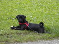 Hund(Blacky):-) 74331656