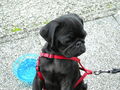 Hund(Blacky):-) 74331658